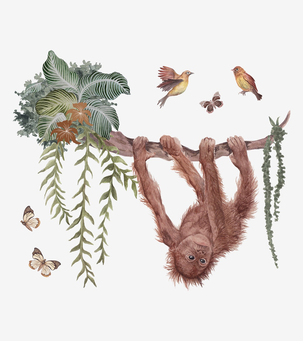 Utan – Wall Decals Murals – Orangutan