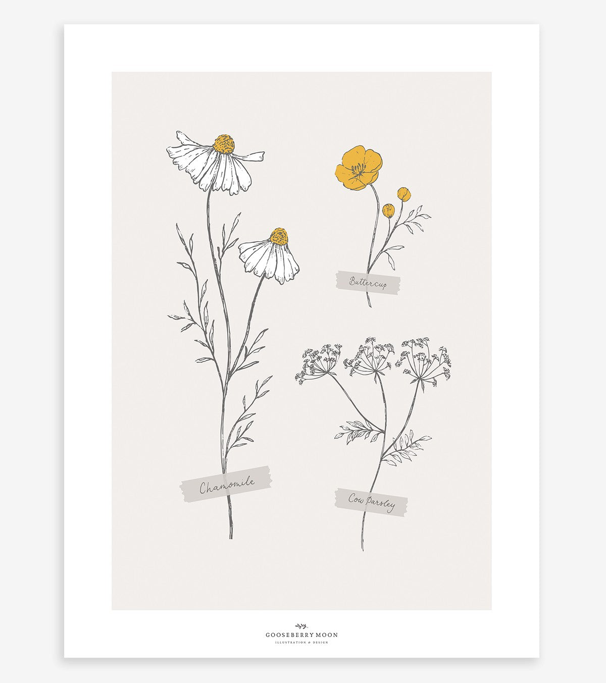 Chamomile – Children’s Poster – Field Flowers