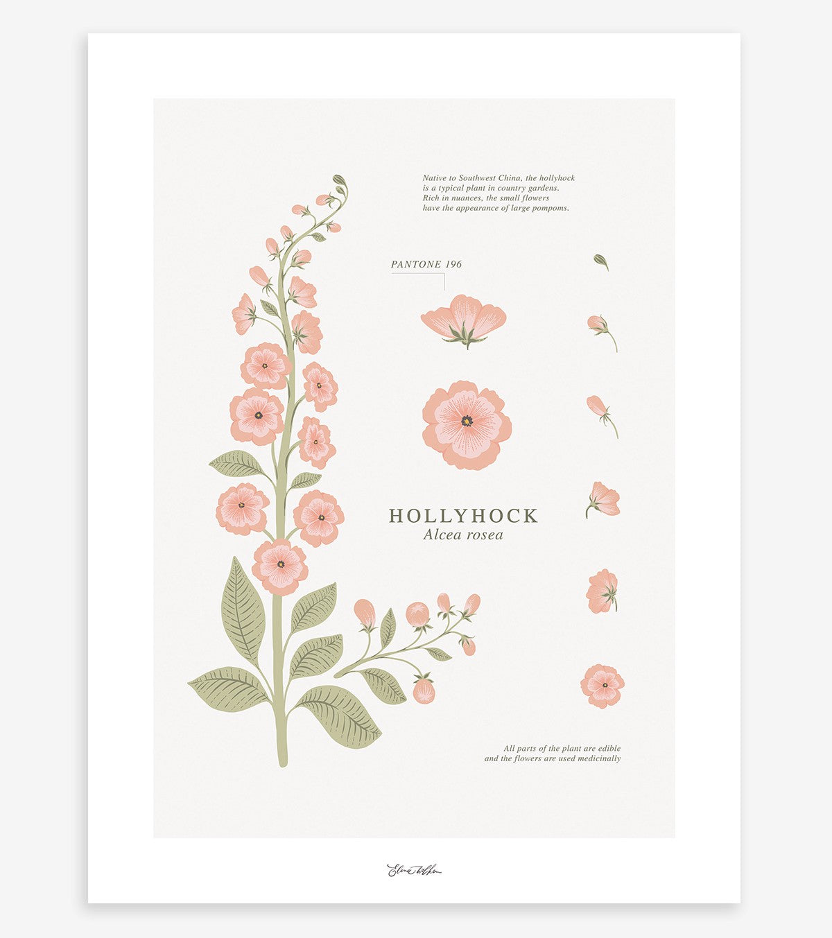 Wildflowers – Children’s Poster – Hollyhock