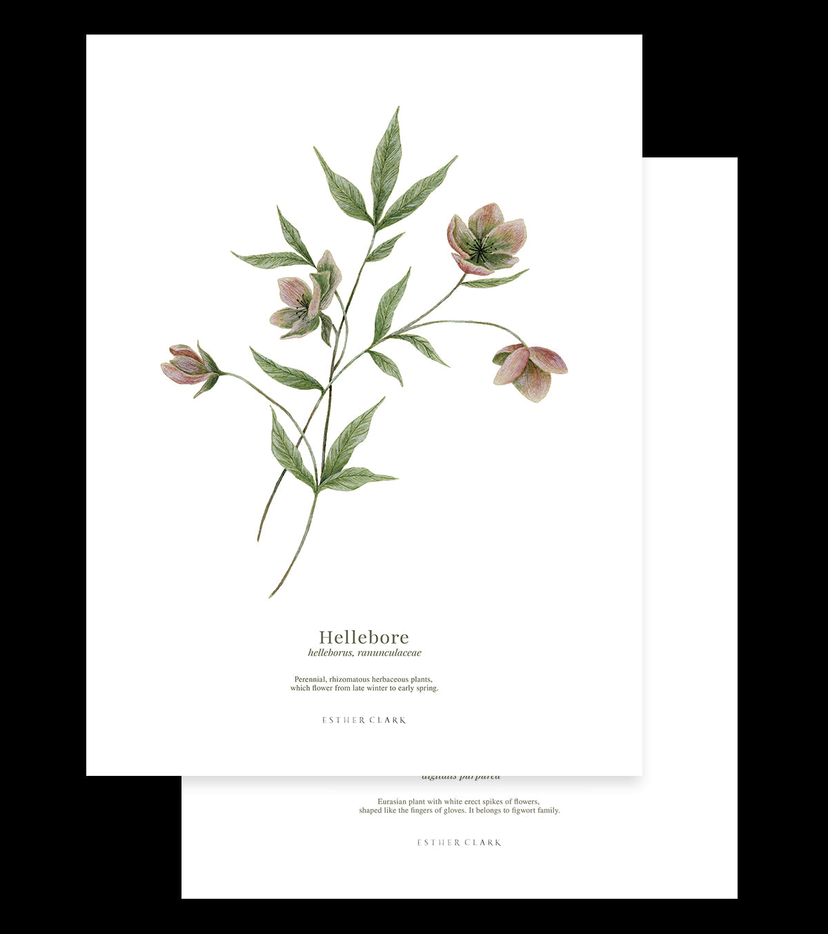 Wellington – Set Of 2 Art Prints – Flowers, Botanicals